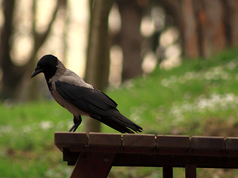 Leş Kargası