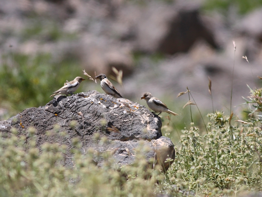 White-winged Snowfinch
