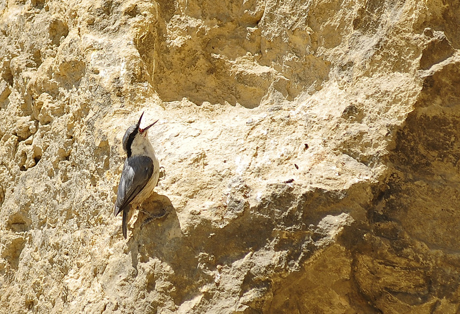 Western Rock Nuthatch