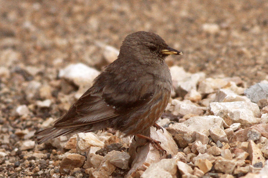 Alpine Accentor