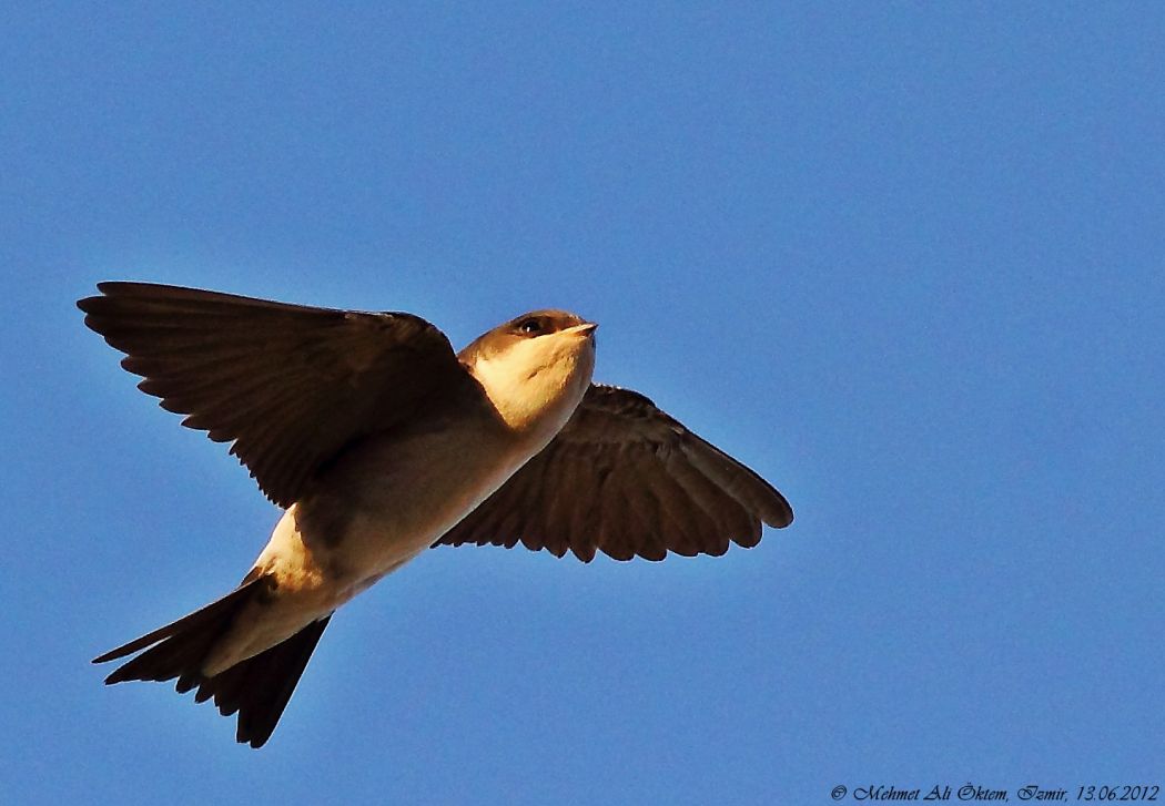 Common House Martin