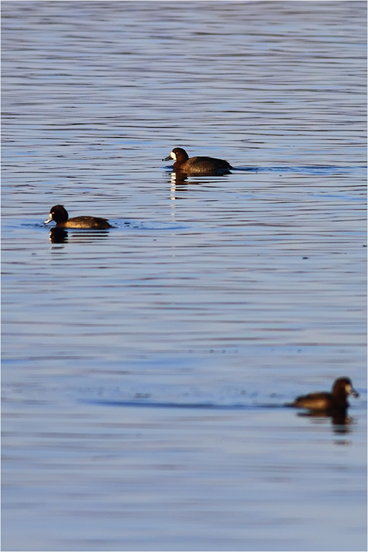 Greater Scaup