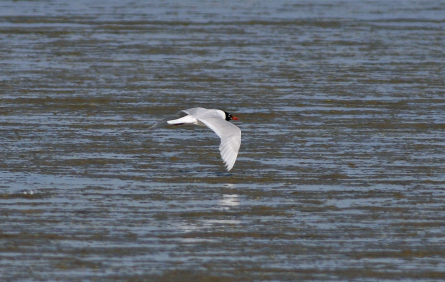 Mediterranean Gull