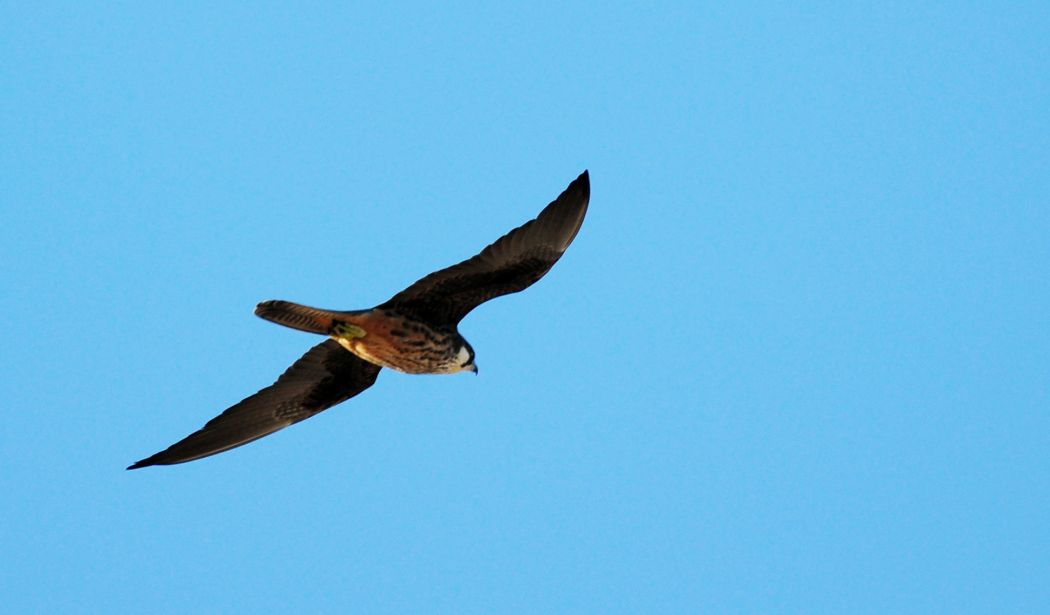 Eleonora`s Falcon