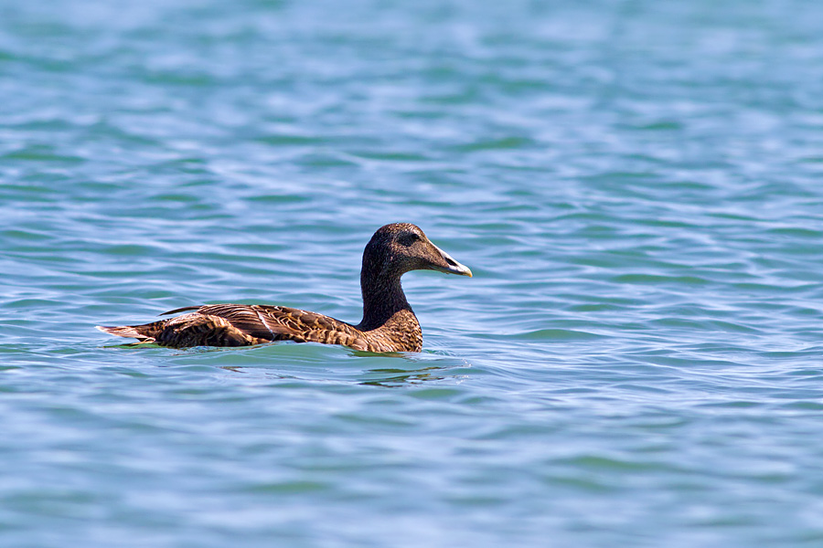 Common Eider