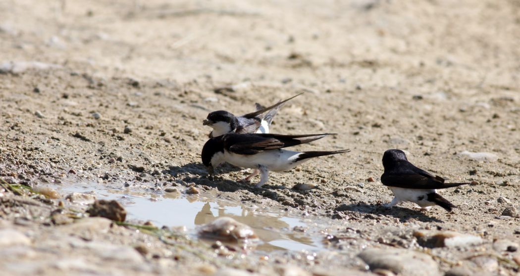 Common House Martin