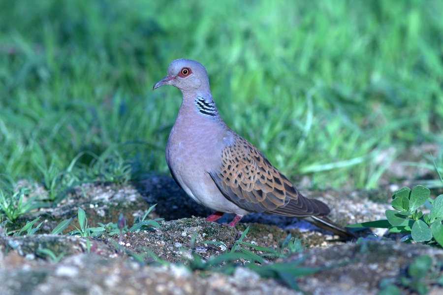 European Turtle Dove