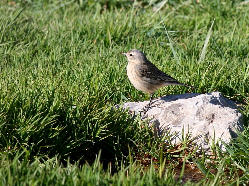 Water Pipit