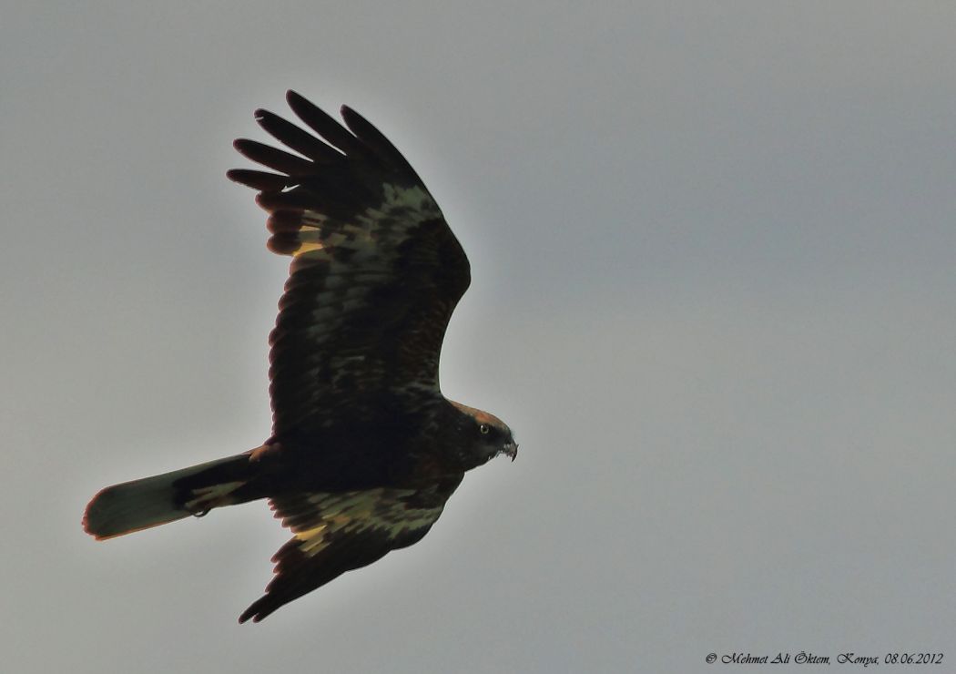 Western Marsh Harrier