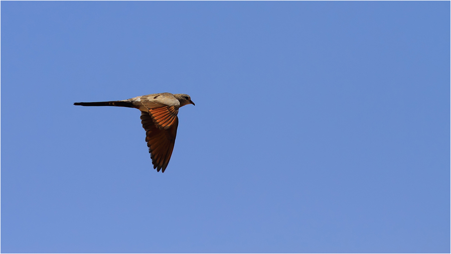 Namaqua Dove