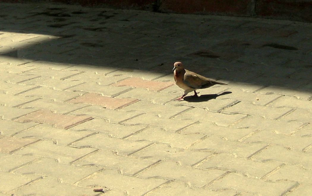 Küçük Kumru