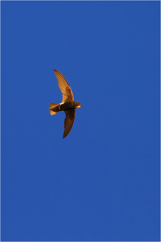 Little Swift