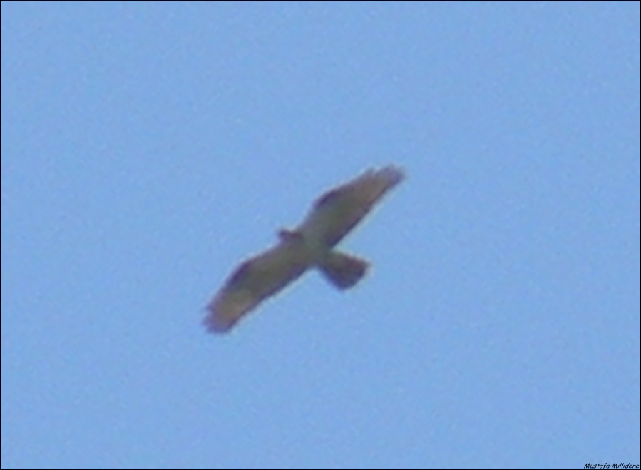 Arı Şahini