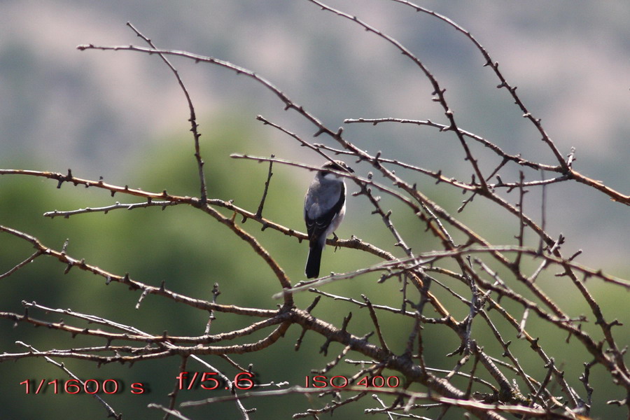 Lesser Grey Shrike