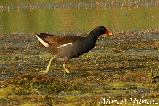 Common Moorhen