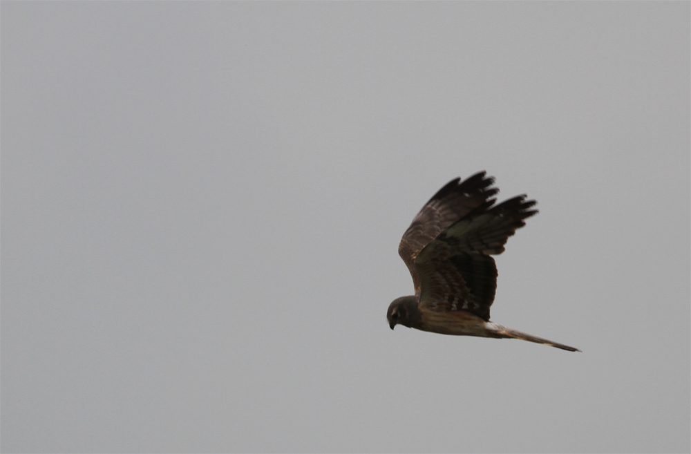 Montagu`s Harrier