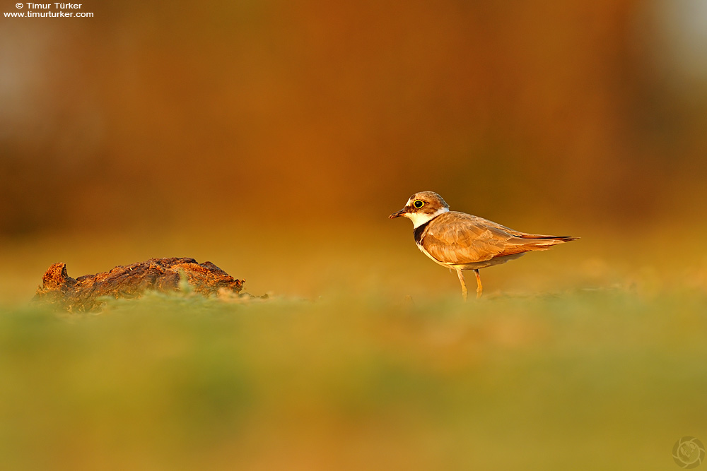 Little Ringed Plover