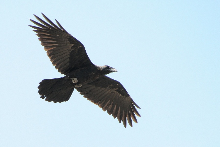 Northern Raven