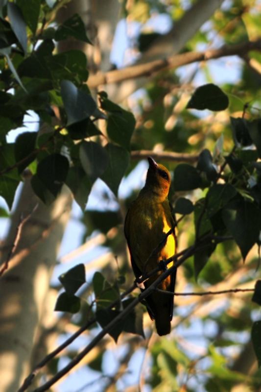 Eurasian Golden Oriole
