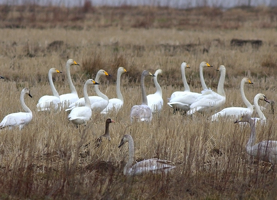 Tundra Swan