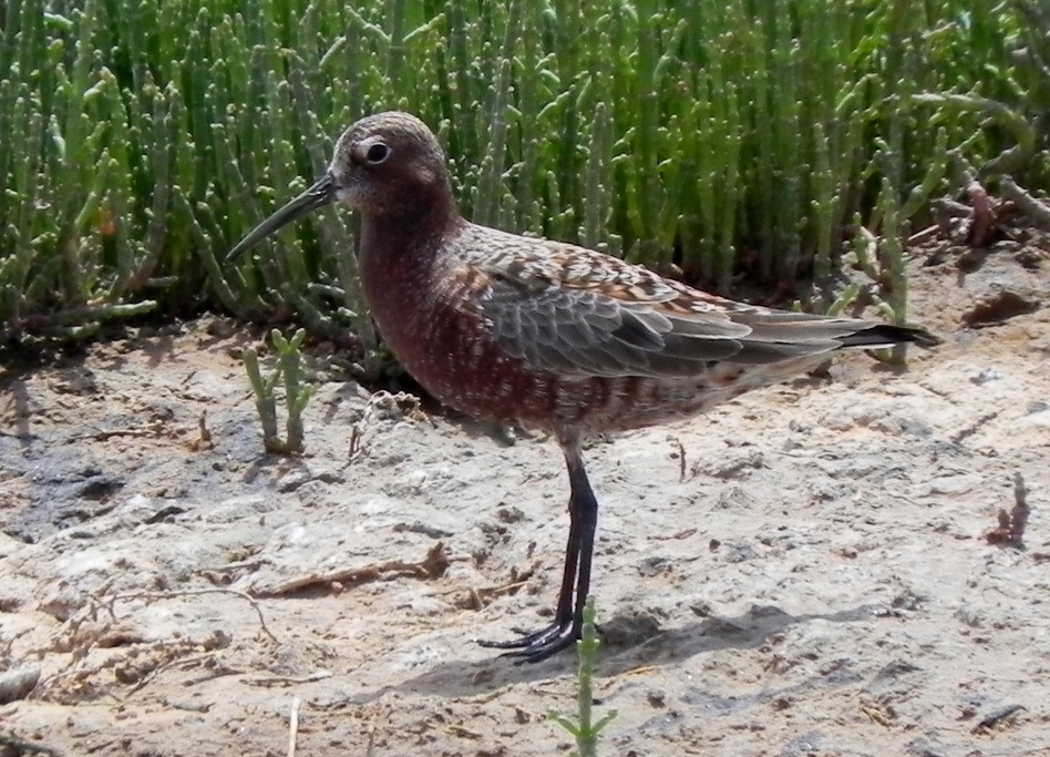 Curlew Sandpiper