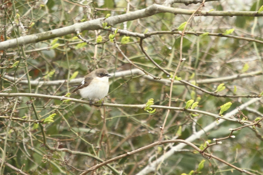 European Pied Flycatcher
