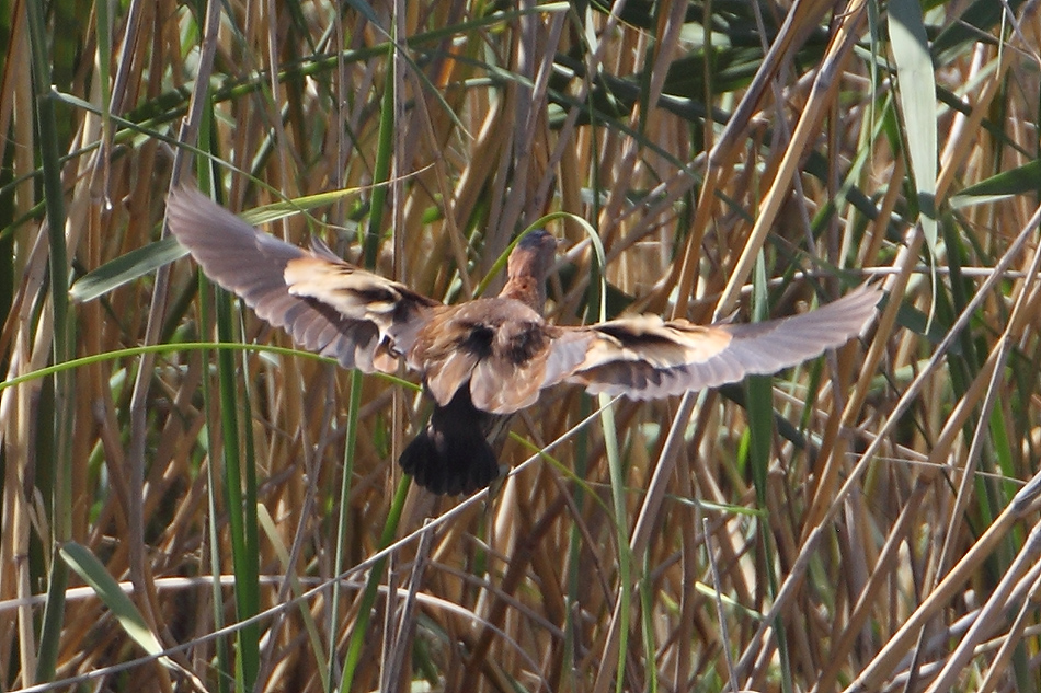 Little Bittern