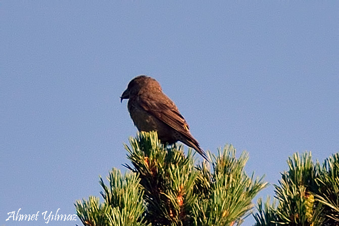 Red Crossbill