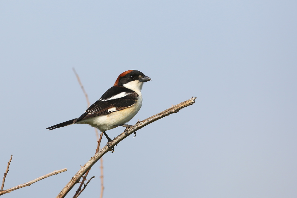 Woodchat Shrike