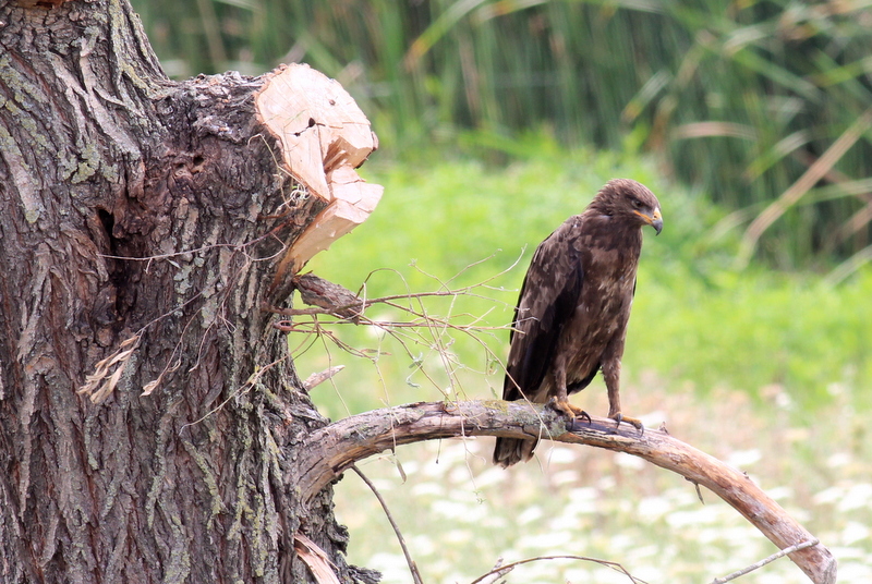 Lesser Spotted Eagle
