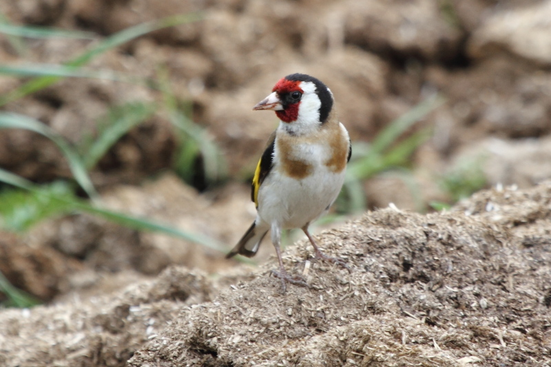 European Goldfinch