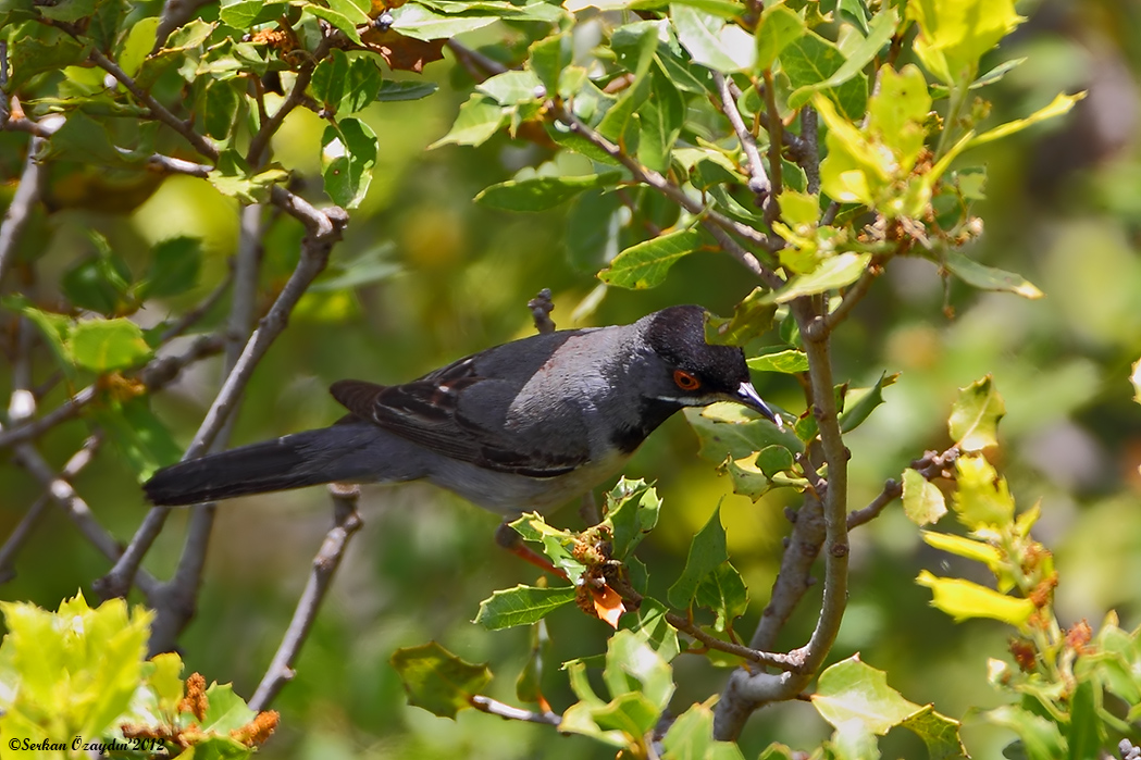 Rüppell`s Warbler