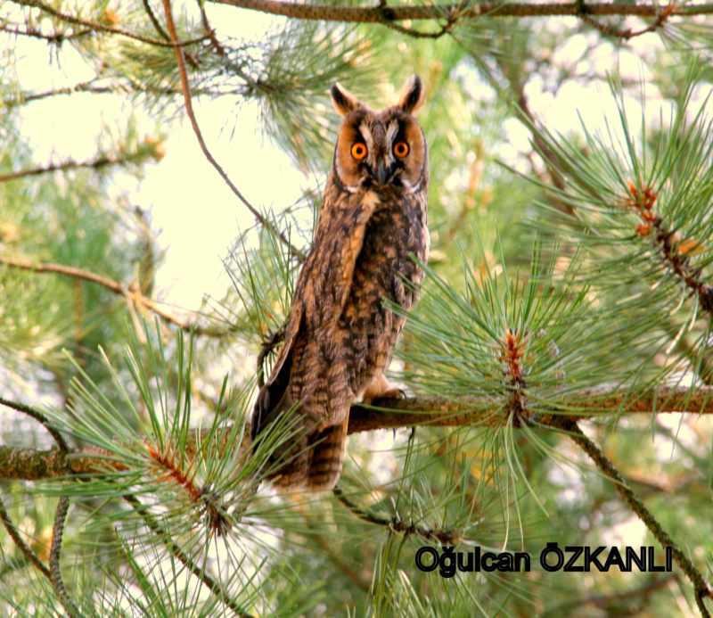 Long-eared Owl