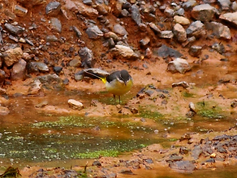 Grey Wagtail