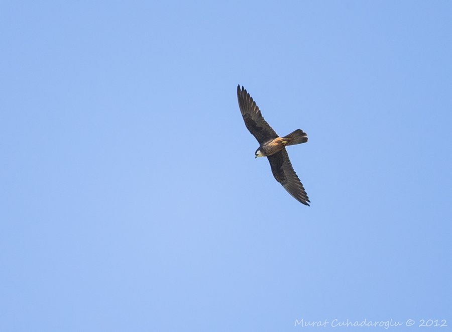 Eleonora`s Falcon