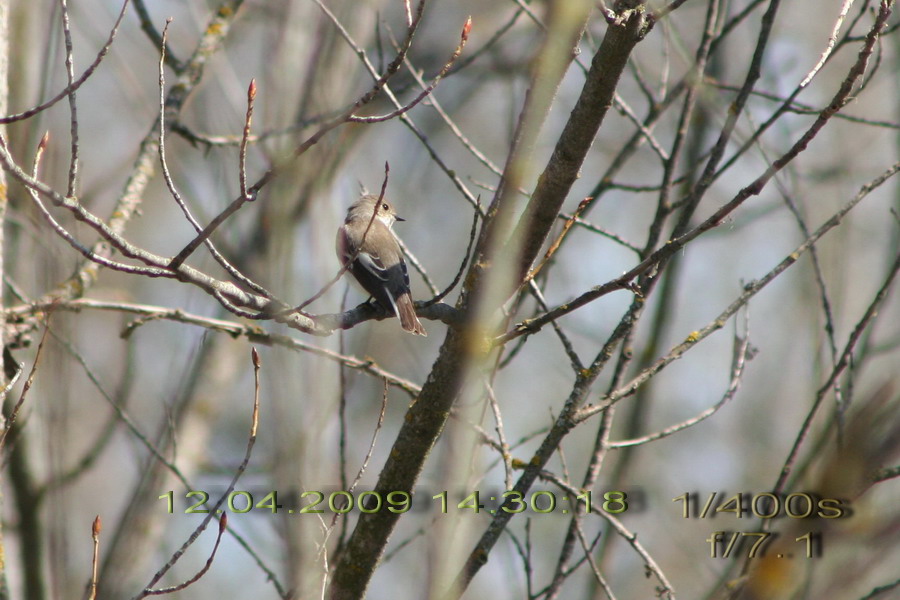 Collared Flycatcher