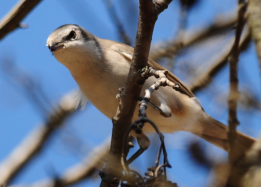 Lesser Whitethroat