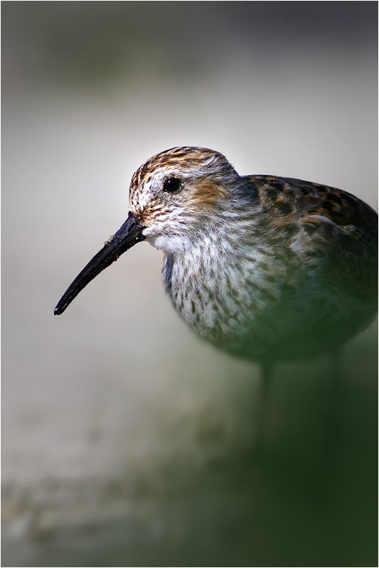 Dunlin