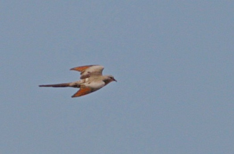 Namaqua Dove