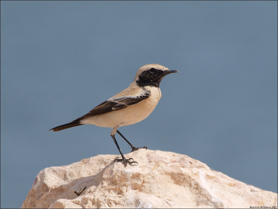 Desert Wheatear