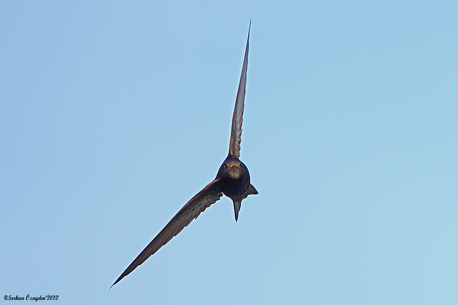 Ebabil