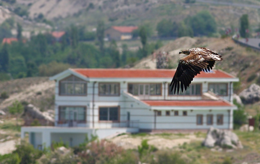 Akkuyruklu Kartal