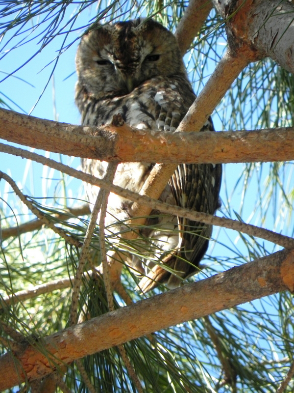 Alaca Baykuş