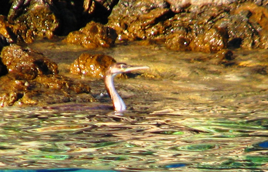 Tepeli Karabatak