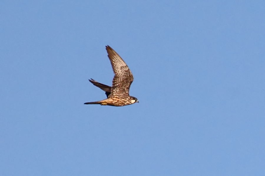 Eleonora`s Falcon