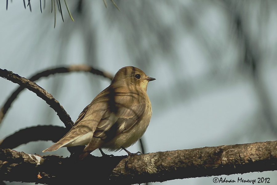European Pied Flycatcher