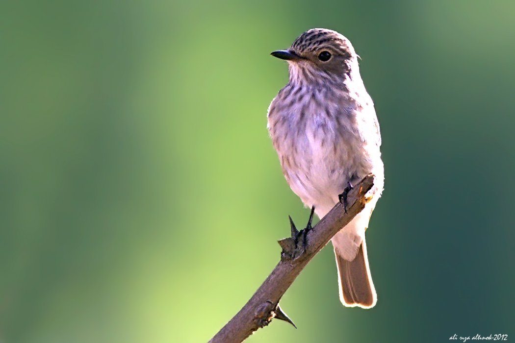Spotted Flycatcher
