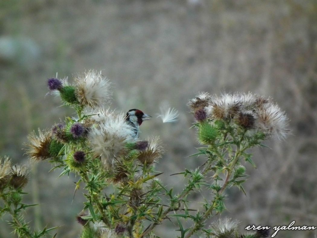 European Goldfinch