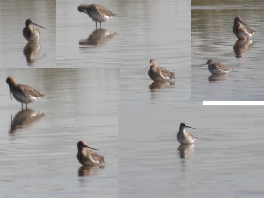 Black-tailed Godwit