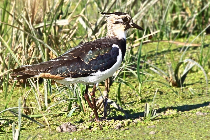 Northern Lapwing